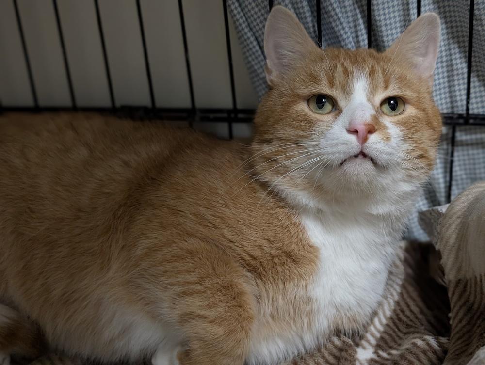 Enlarge Havarti, a Adoptable Domestic Short Hair in Duxbury, MA image 5/6