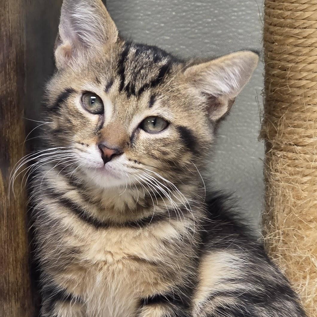LIZA, Baby Female Domestic Short Hair