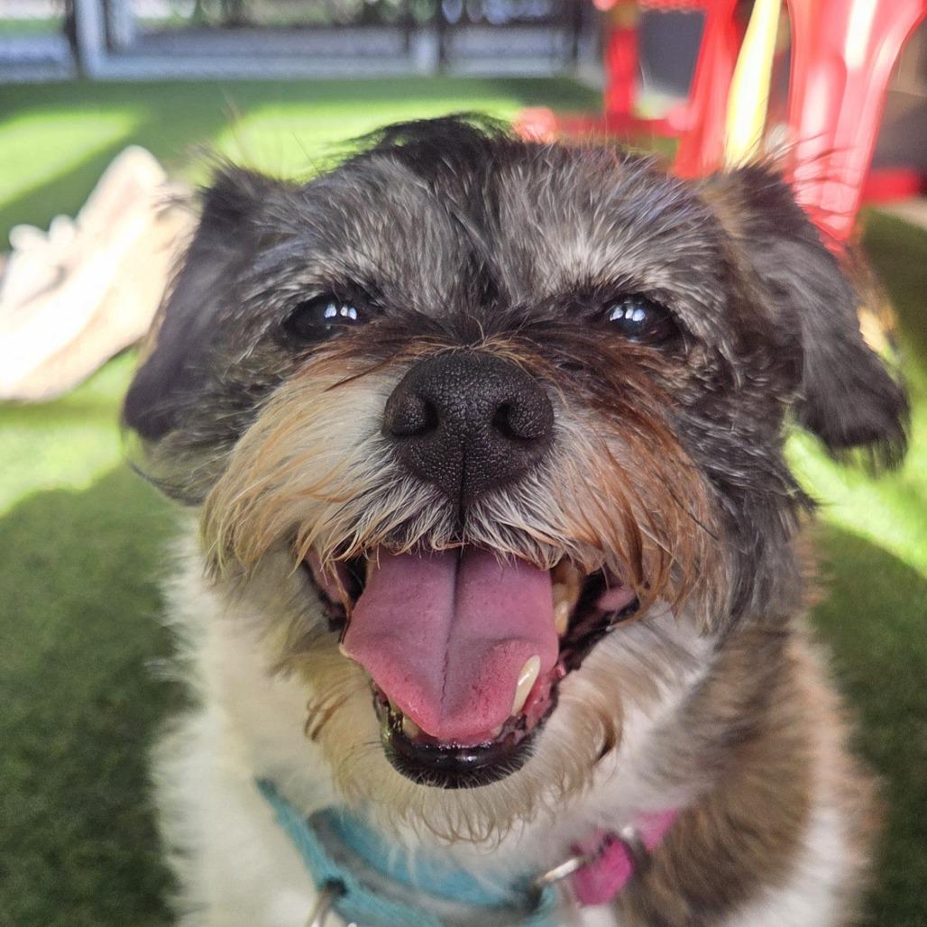 Angel, Adoptable, Senior Female Wirehaired Terrier & Mixed Breed.