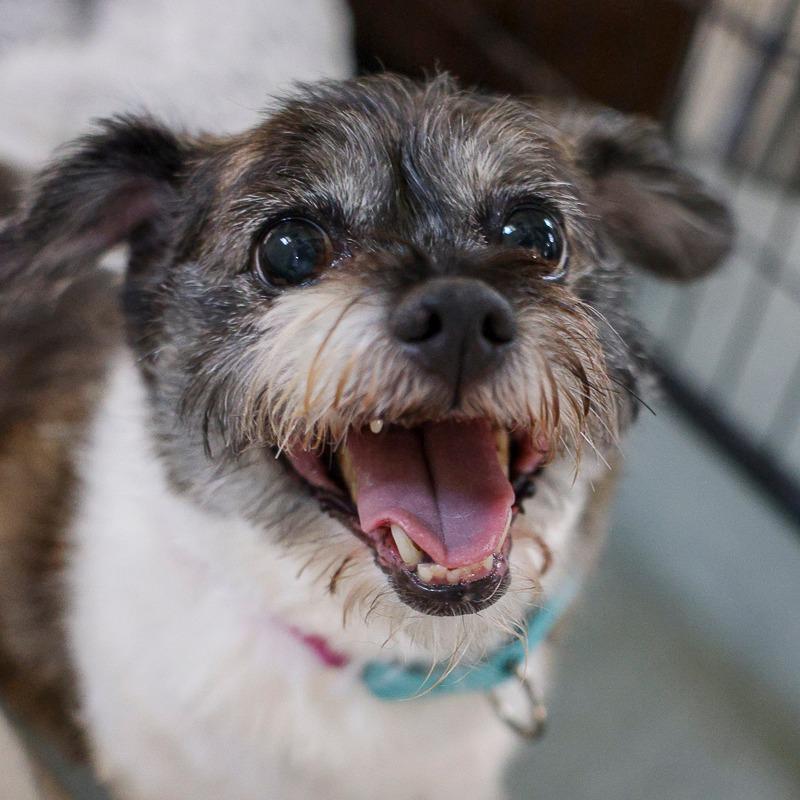 Angel, Adoptable, Senior Female Wirehaired Terrier & Mixed Breed.