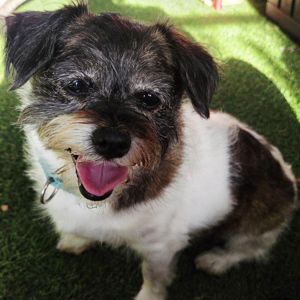 Enlarge Angel, a Adoptable mixed breed in Bradenton, FL image 3/4