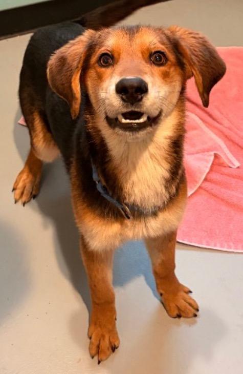 O3 Ryan, Adoptable, Puppy Male Shepherd & Retriever.