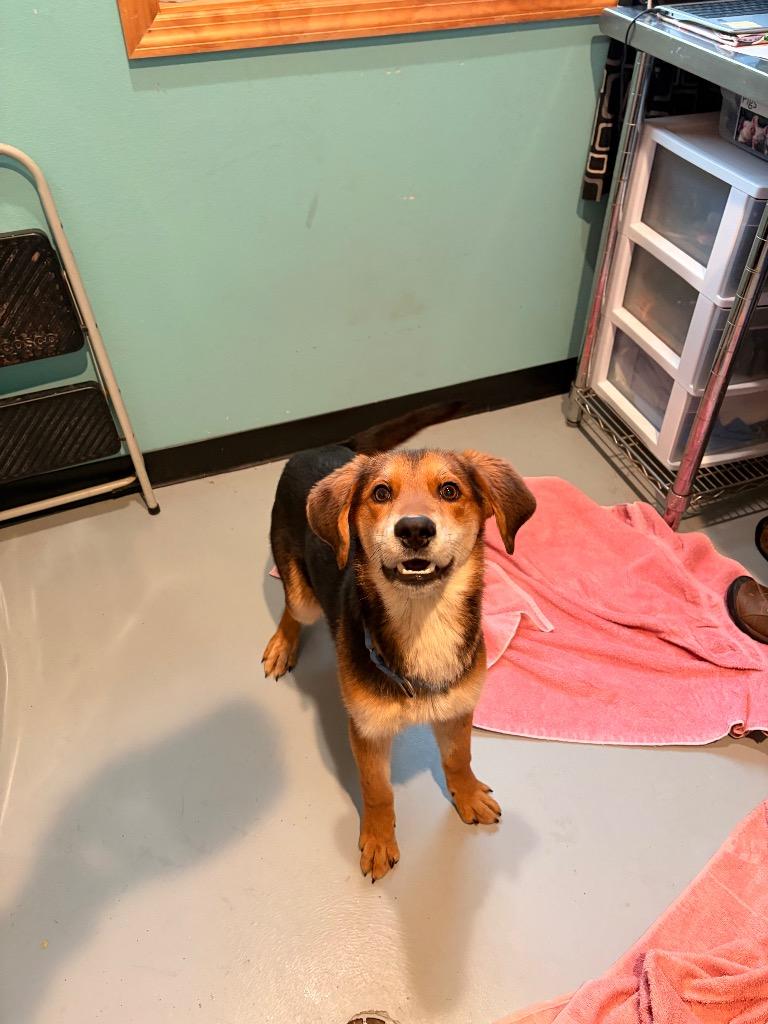 Enlarge O3 Ryan, a Adoptable mixed breed in Ashland, WI image 2/4