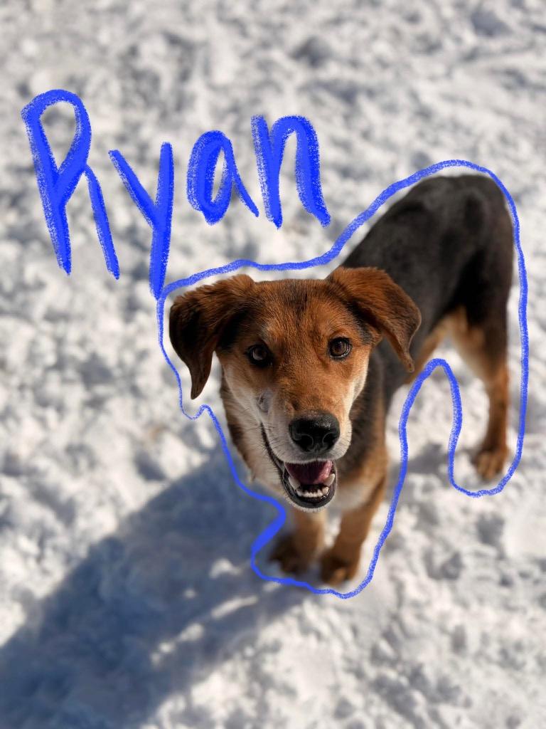 Enlarge O3 Ryan, a Adoptable mixed breed in Ashland, WI image 3/4