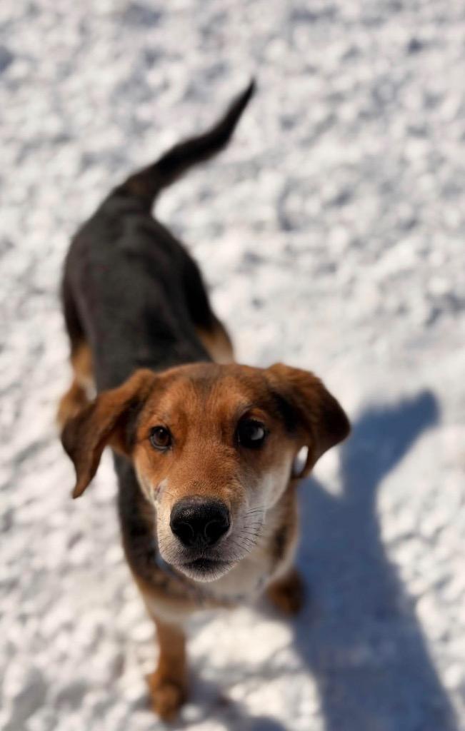 Enlarge O3 Ryan, a Adoptable mixed breed in Ashland, WI image 4/4