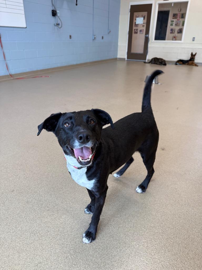 Enlarge Legume, a Adoptable mixed breed in North Syracuse, NY image 1/4