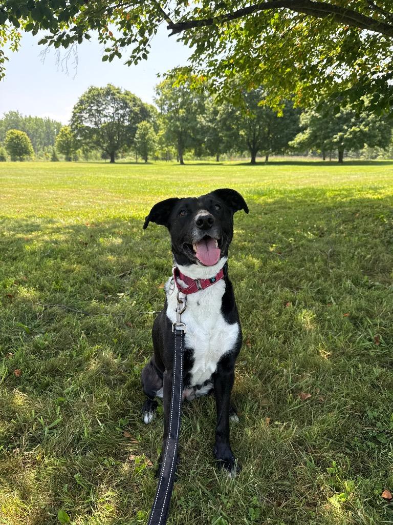 Legume, a Adoptable mixed breed in North Syracuse, NY image 2/6