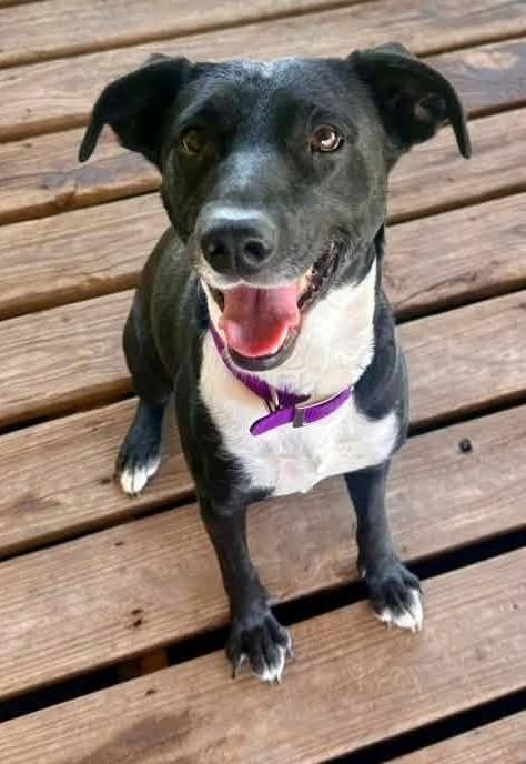 Enlarge Legume, a Adoptable mixed breed in North Syracuse, NY image 2/4