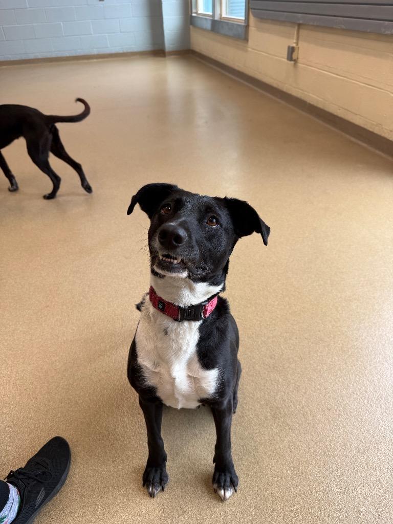Enlarge Legume, a Adoptable mixed breed in North Syracuse, NY image 3/4