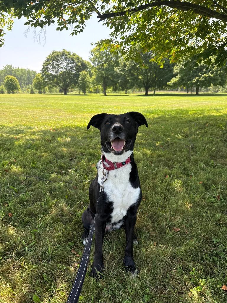 Legume, a Adoptable mixed breed in North Syracuse, NY image 5/6
