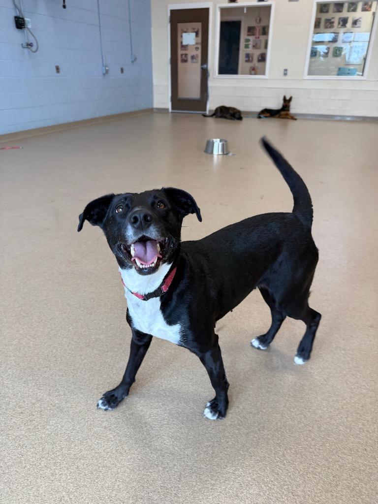 Enlarge Legume, a Adoptable mixed breed in North Syracuse, NY image 4/4