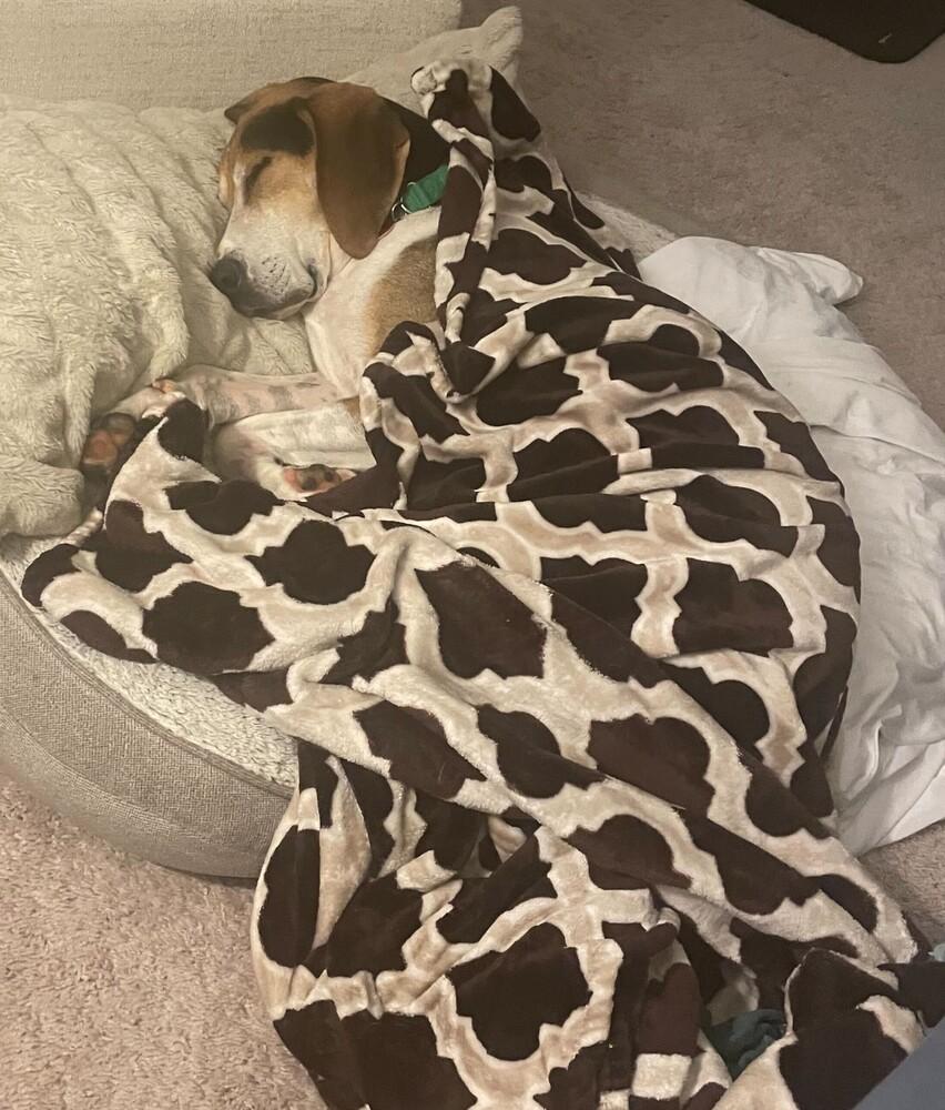 Huck, Adoptable, Senior Male Hound & Treeing Walker Coonhound.