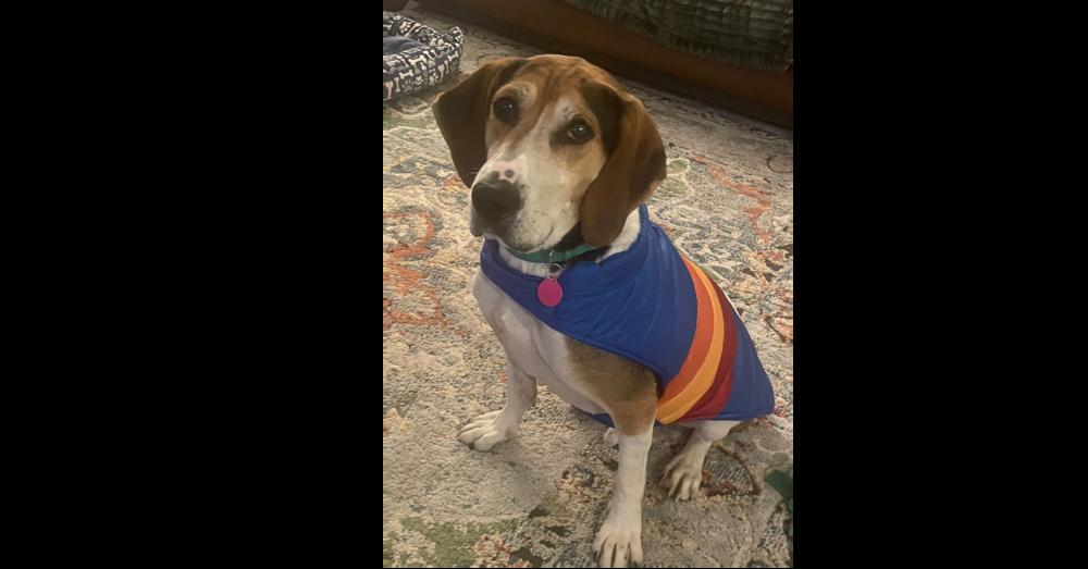 Enlarge Huck, a Adoptable mixed breed in Greenbelt, MD image 2/6