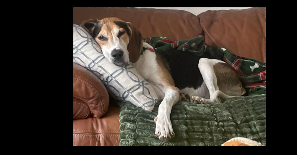 Enlarge Huck, a Adoptable mixed breed in Greenbelt, MD image 3/6