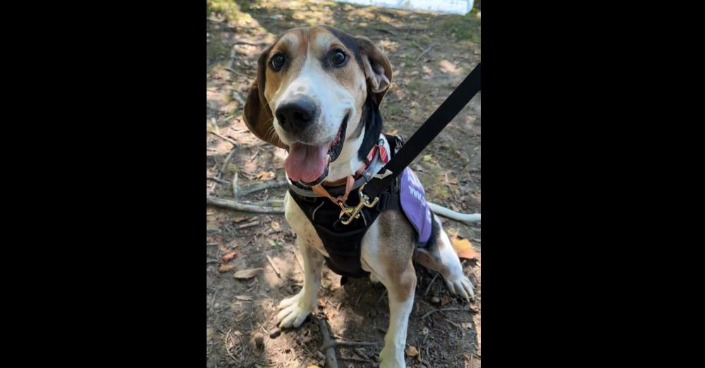 Enlarge Huck, a Adoptable mixed breed in Greenbelt, MD image 4/6