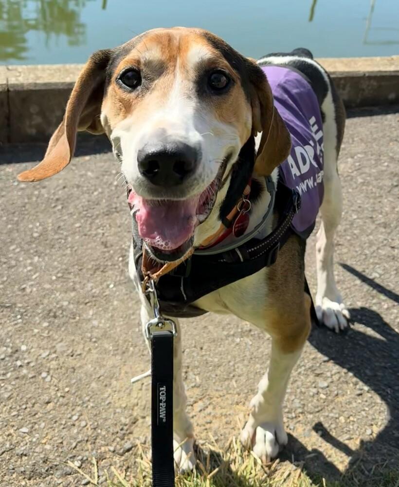 Enlarge Huck, a Adoptable mixed breed in Greenbelt, MD image 6/6