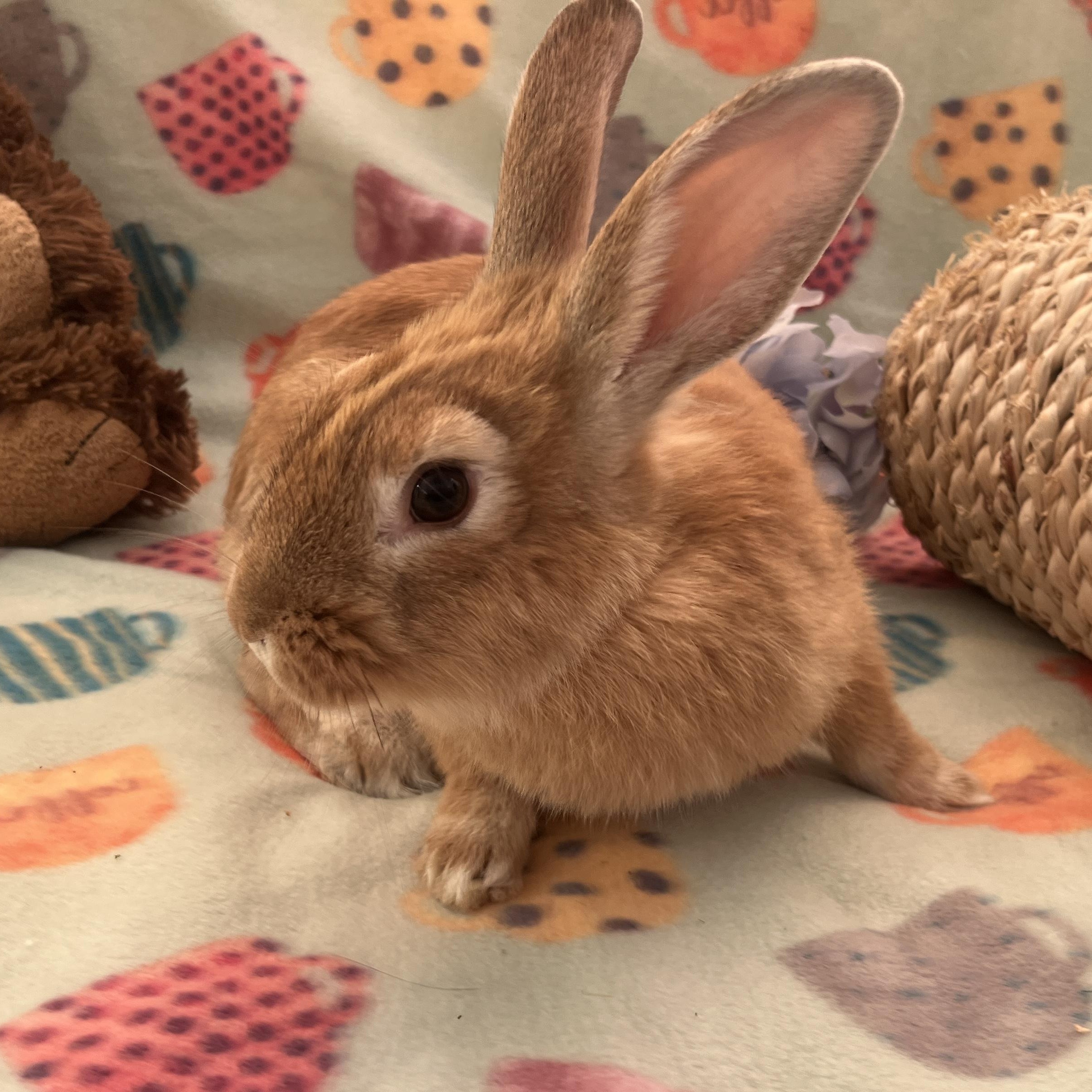 Luke Skyhopper, ADOPTABLE, Young Male American.