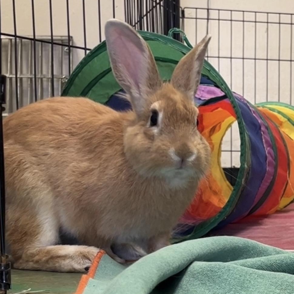 Luke Skyhopper, a ADOPTABLE American in Oakland, CA image 6/6