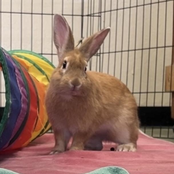 Luke Skyhopper, a ADOPTABLE American in Oakland, CA image 5/6