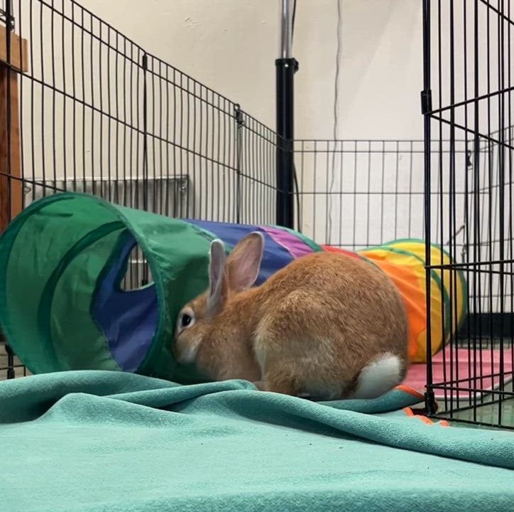 Enlarge Luke Skyhopper, a ADOPTABLE American in Oakland, CA video 2/6