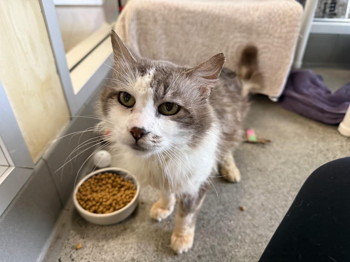 Enlarge Soccer Dad, a ADOPTABLE Domestic Medium Hair in Berkeley, CA image 3/6
