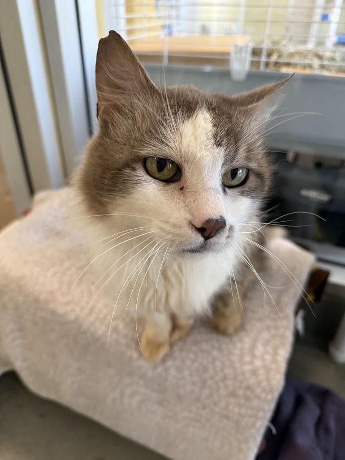 Enlarge Soccer Dad, a ADOPTABLE Domestic Medium Hair in Berkeley, CA image 6/6