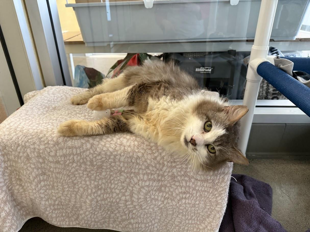 Enlarge Soccer Dad, a ADOPTABLE Domestic Medium Hair in Berkeley, CA image 4/6