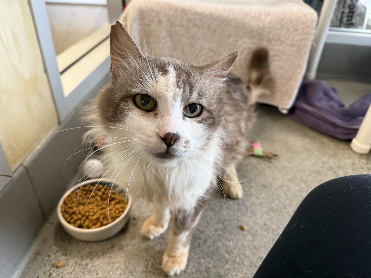 Enlarge Soccer Dad, a ADOPTABLE Domestic Medium Hair in Berkeley, CA image 1/6
