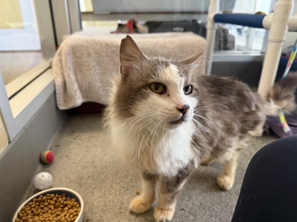 Enlarge Soccer Dad, a ADOPTABLE Domestic Medium Hair in Berkeley, CA image 2/6