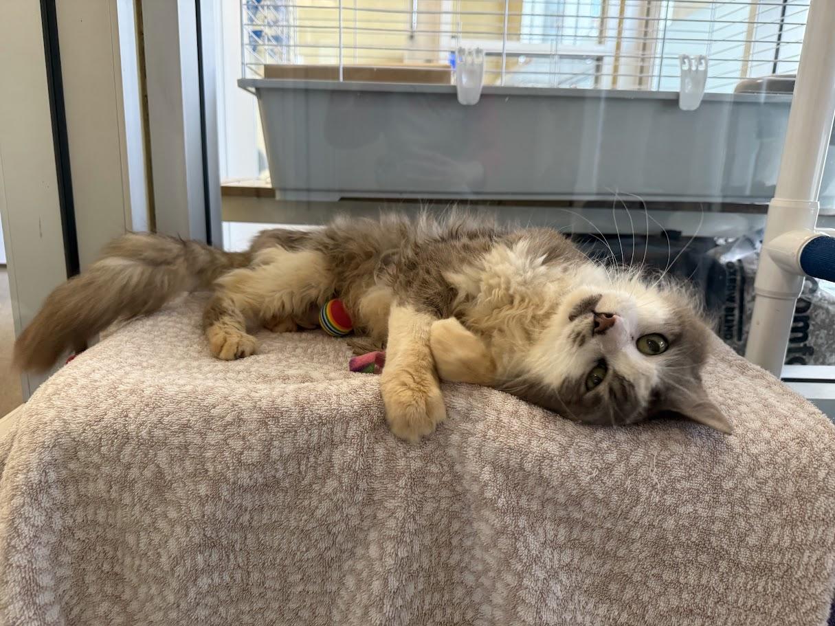 Enlarge Soccer Dad, a ADOPTABLE Domestic Medium Hair in Berkeley, CA image 5/6