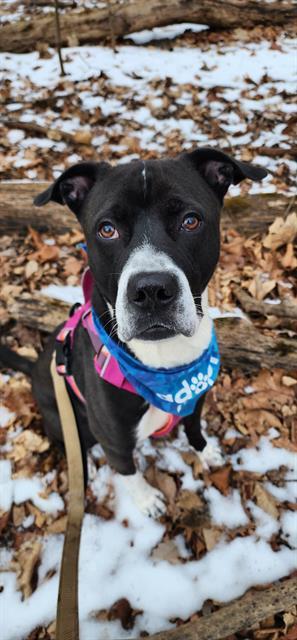 YALE, Adoptable, Young Male Pit Bull Terrier.