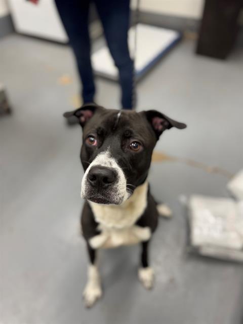 Enlarge YALE, a Adoptable Pit Bull Terrier in Peoria, IL image 1/1