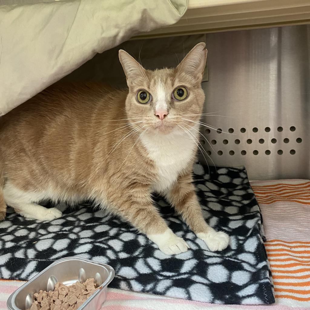 Junebug, Adoptable, Senior Male Domestic Short Hair.