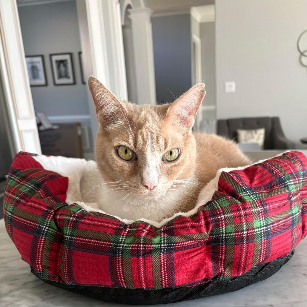 Junebug, a Adoptable Domestic Short Hair in Lynchburg, VA image 1/6