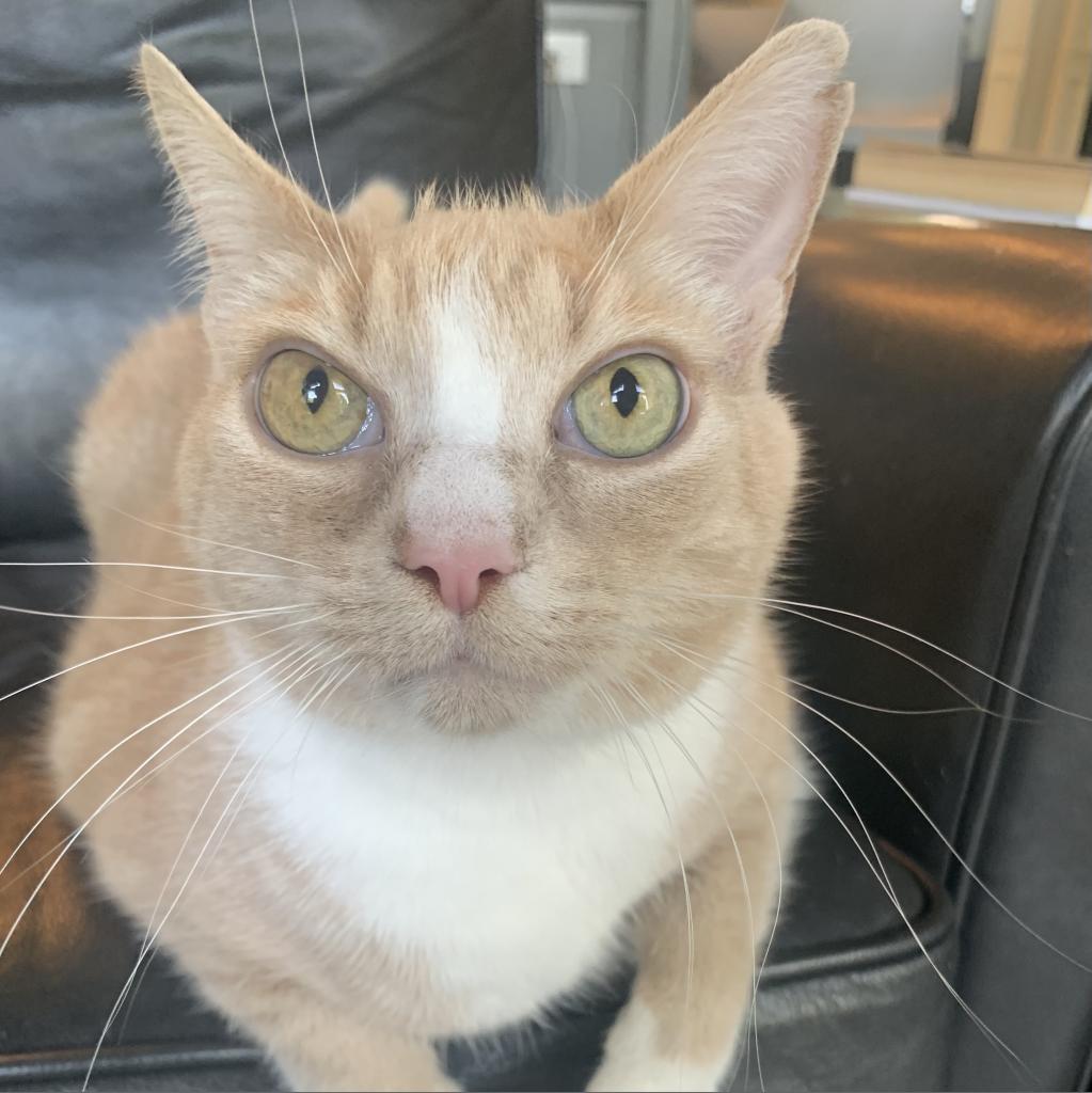 Junebug, a Adoptable Domestic Short Hair in Lynchburg, VA image 2/6