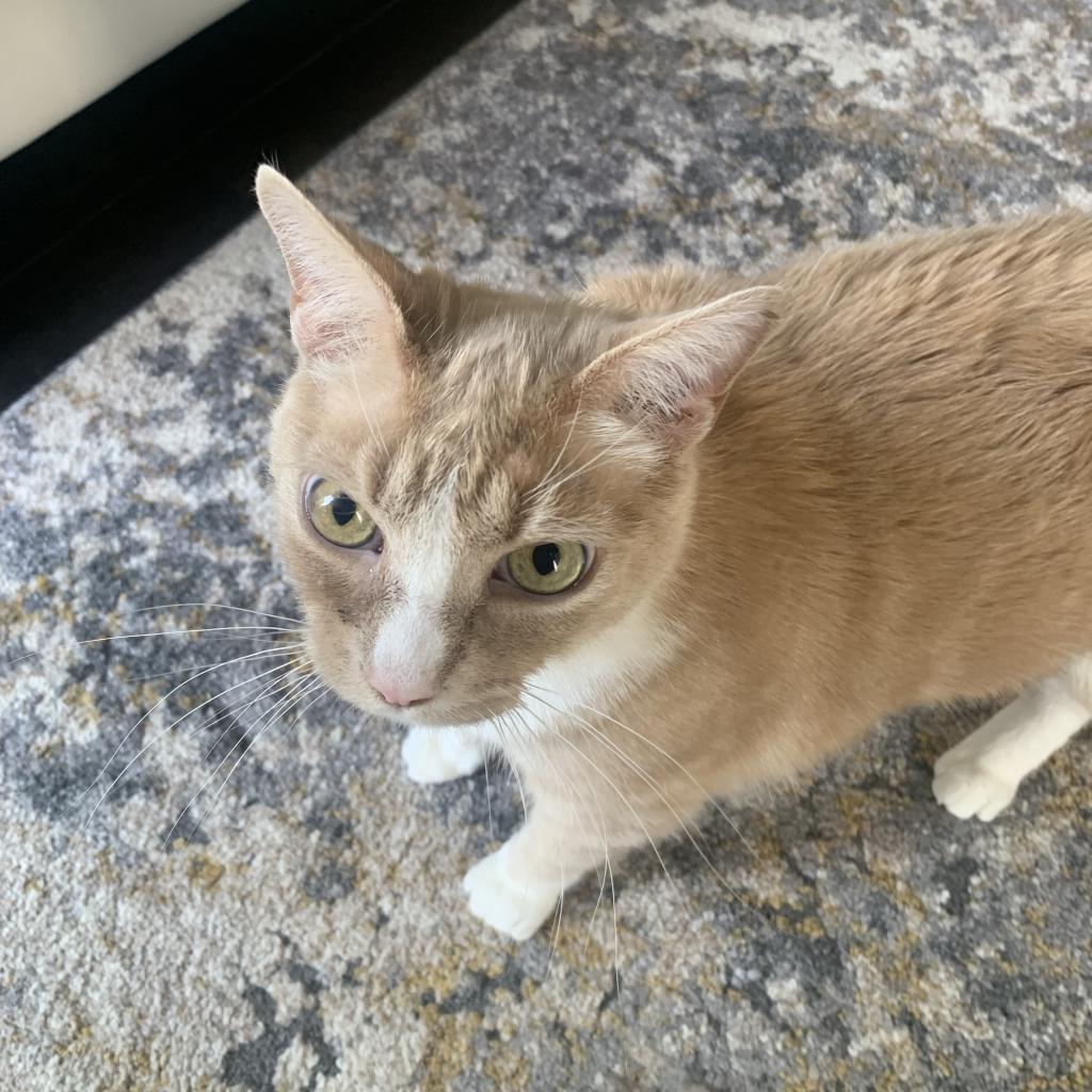 Junebug, a Adoptable Domestic Short Hair in Lynchburg, VA image 4/6