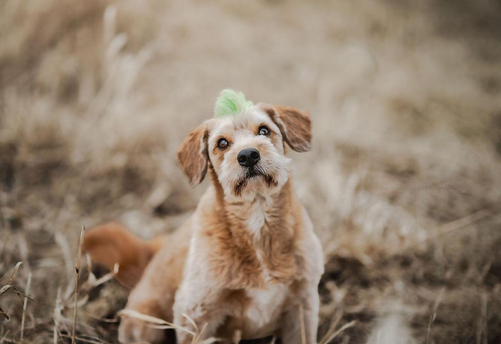 Huey, Adoptable, Adult Male Poodle.