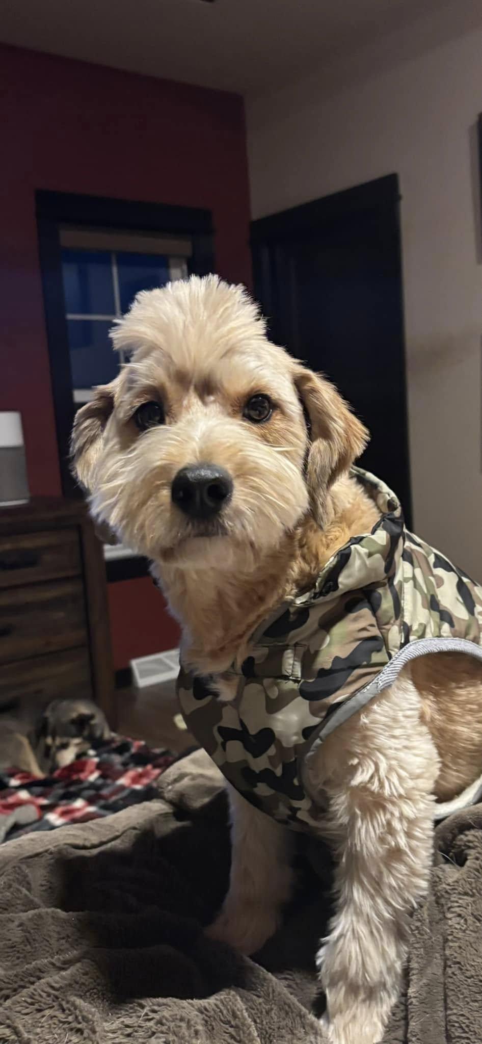 Huey, a Adoptable mixed breed in Watertown, WI image 5/6