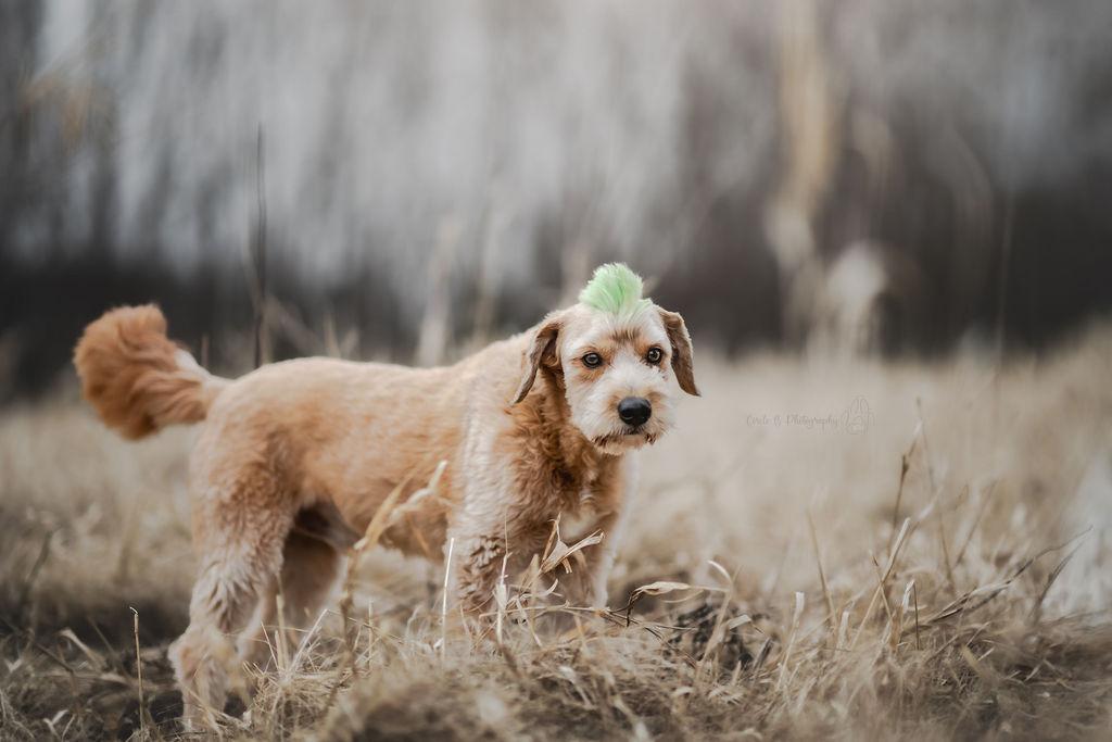 Enlarge Huey, a Adoptable mixed breed in Watertown, WI image 2/6