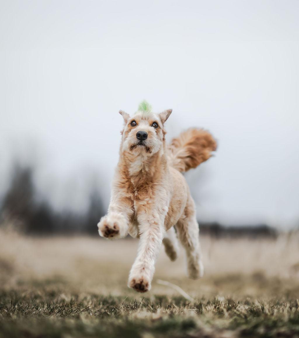 Enlarge Huey, a Adoptable mixed breed in Watertown, WI image 4/6