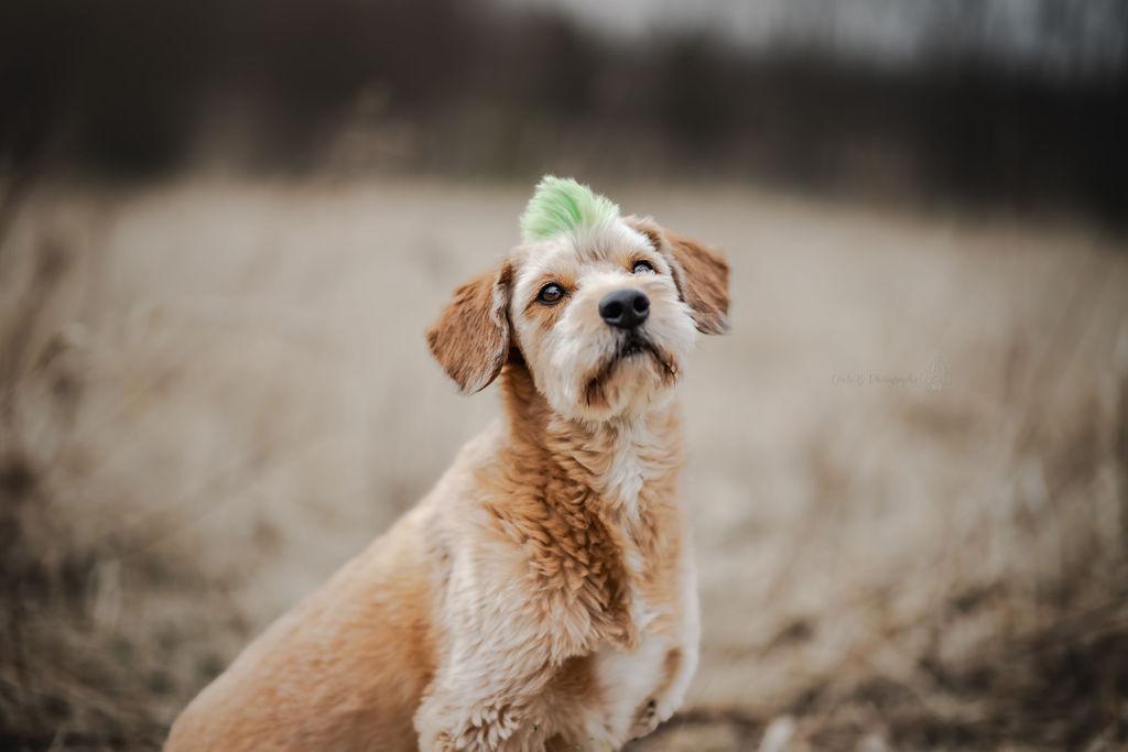 Enlarge Huey, a Adoptable mixed breed in Watertown, WI image 5/6