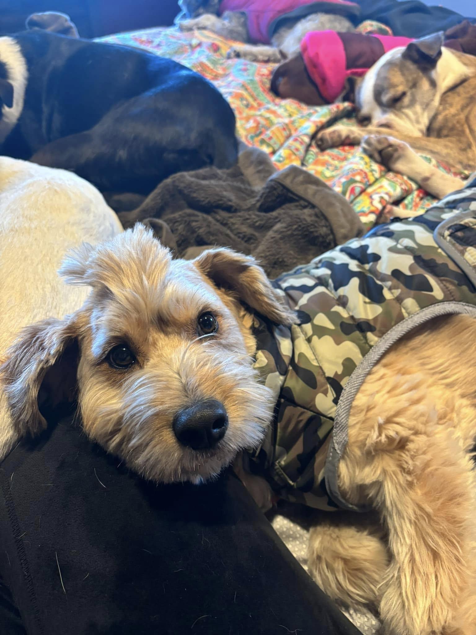 Huey, a Adoptable mixed breed in Watertown, WI image 6/6