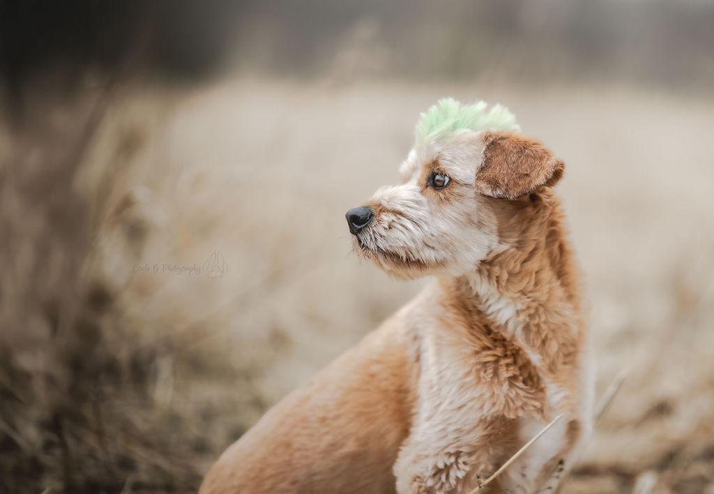 Enlarge Huey, a Adoptable mixed breed in Watertown, WI image 3/6