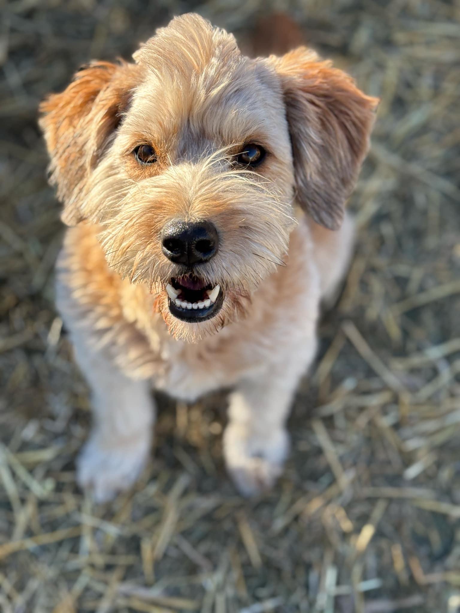 Huey, a Adoptable mixed breed in Watertown, WI image 2/6