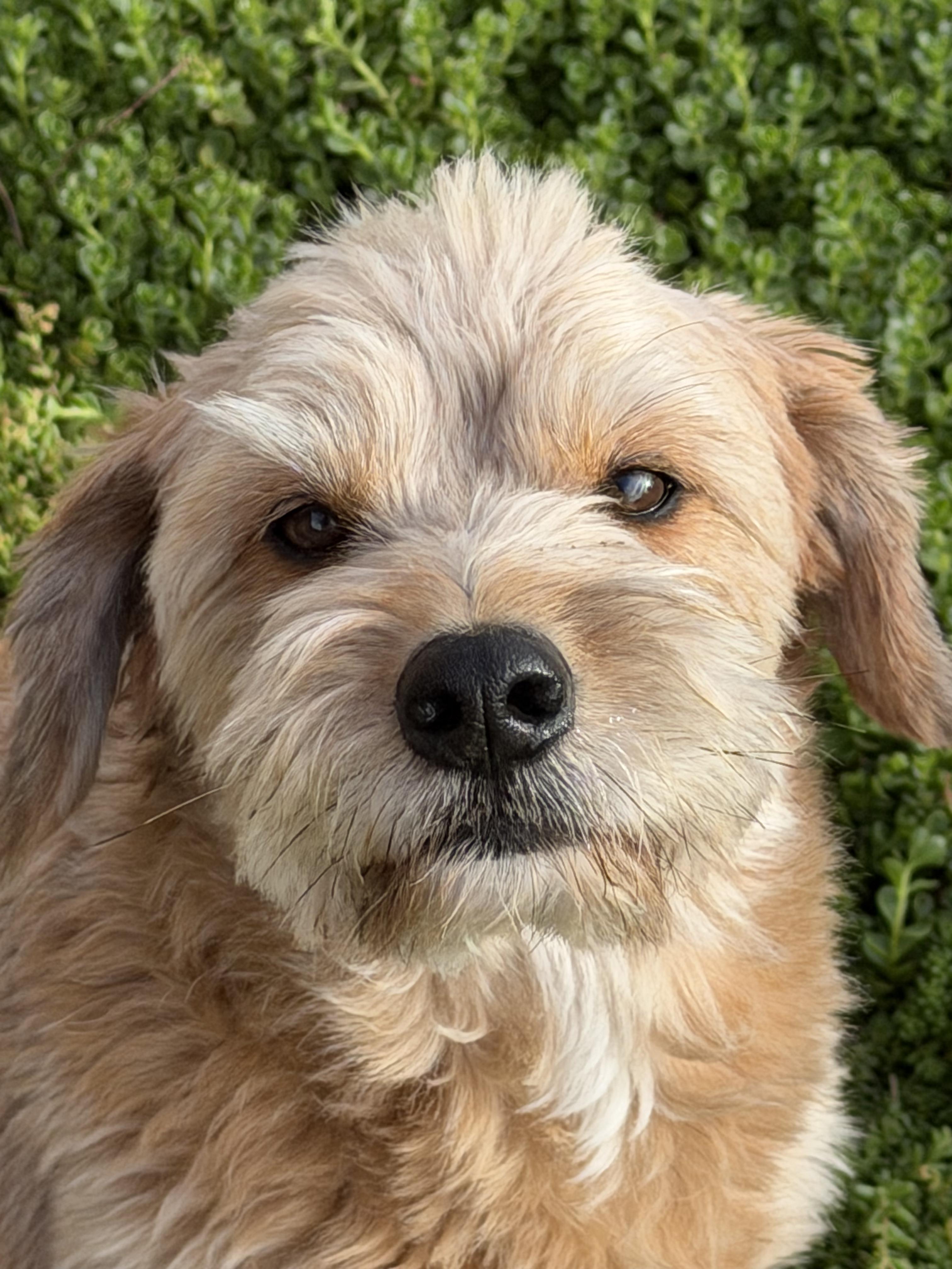 Huey, Adoptable, Adult Male Poodle.