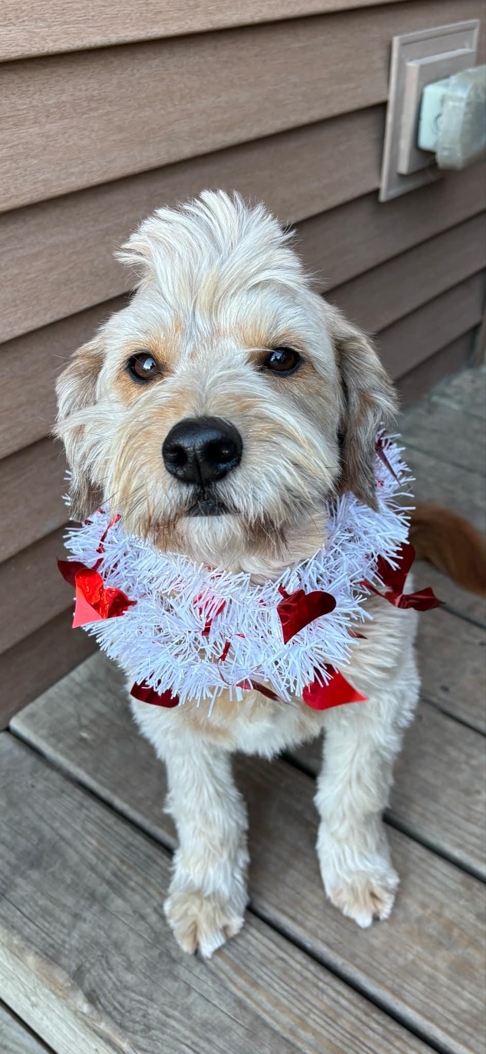 Huey, a Adoptable mixed breed in Watertown, WI image 4/6