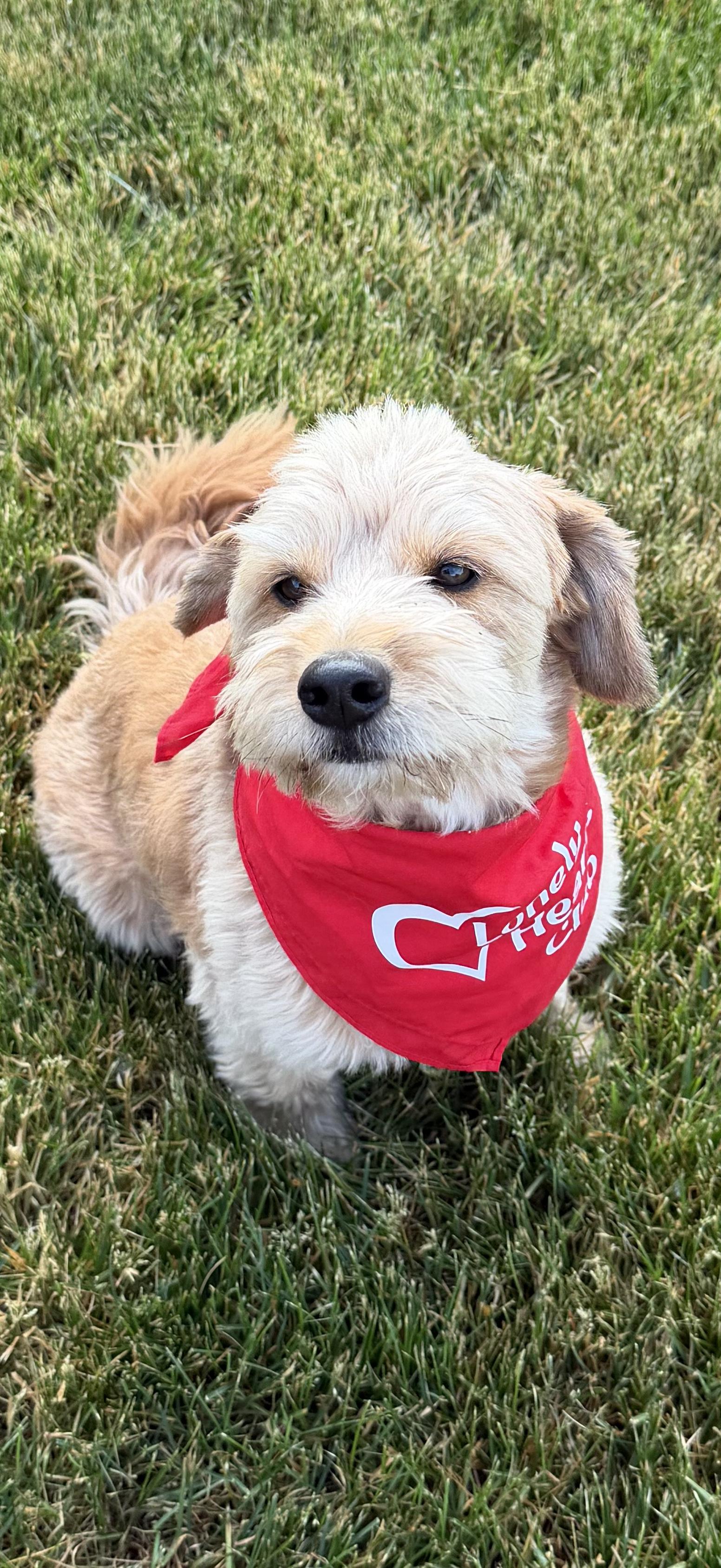 Huey, a Adoptable mixed breed in Watertown, WI image 2/6