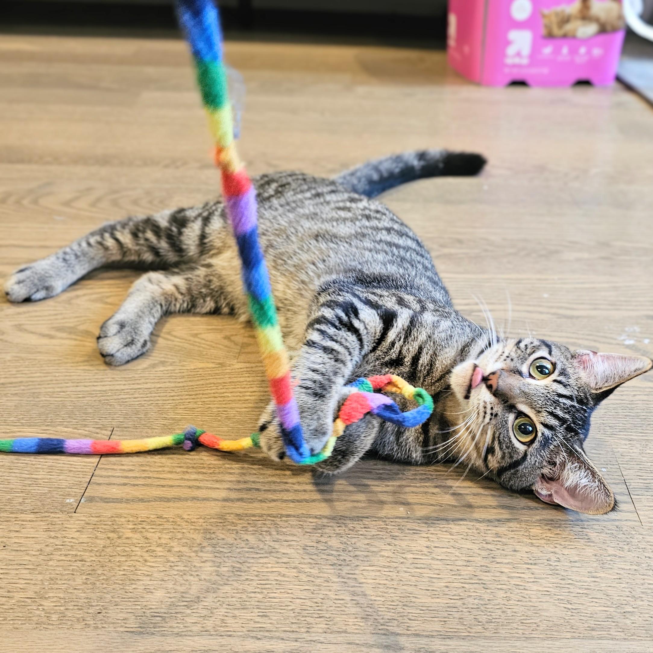 Owen, a Adoptable mixed breed in Chicago, IL image 1/6