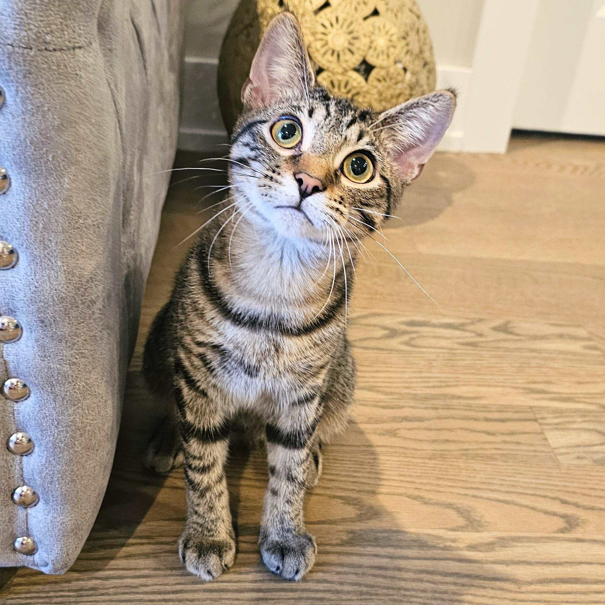 Owen, Adoptable, Young Male Tabby & Domestic Short Hair.