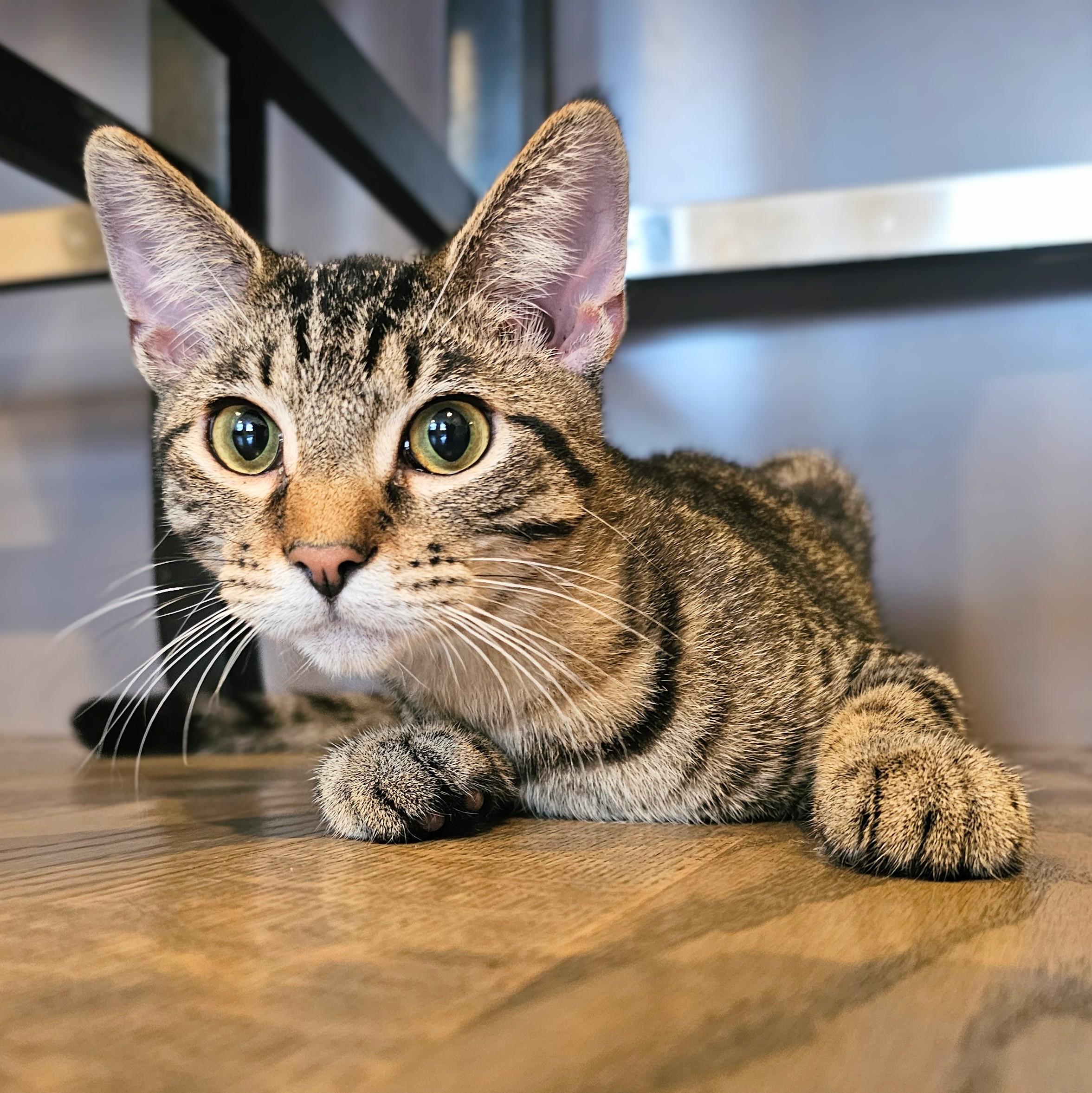 Owen, a Adoptable mixed breed in Chicago, IL image 3/6